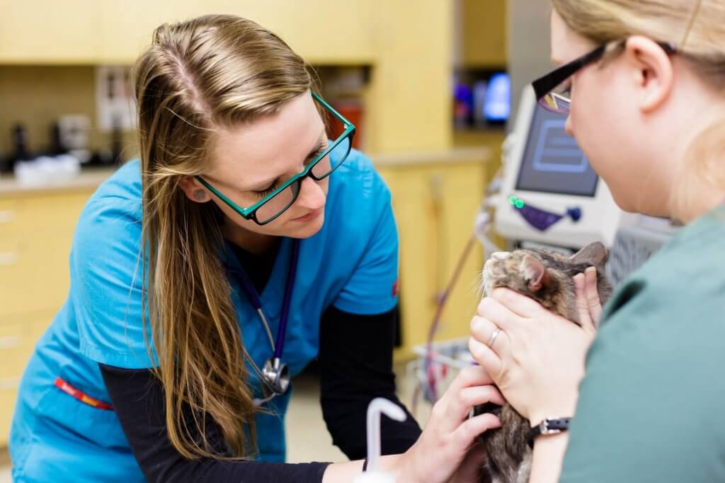 We offer several diagnostics, including a wide variety of lab tests, to help determine what medical issues a pet has.